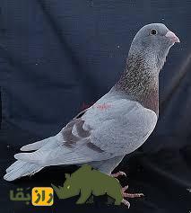 کبوتر آدانا