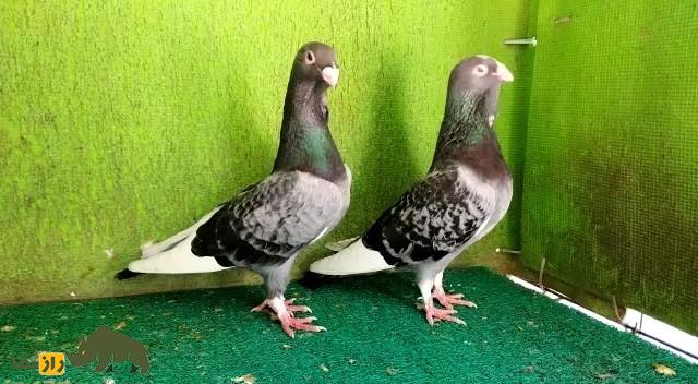 کبوتر آدانا؛ کبوتری بسیار زیبا از ترکیه با چین زیر گلو که در ایران طرفداران بسیار زیادی دارد