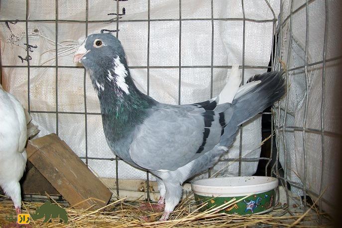 کبوتر آدانا