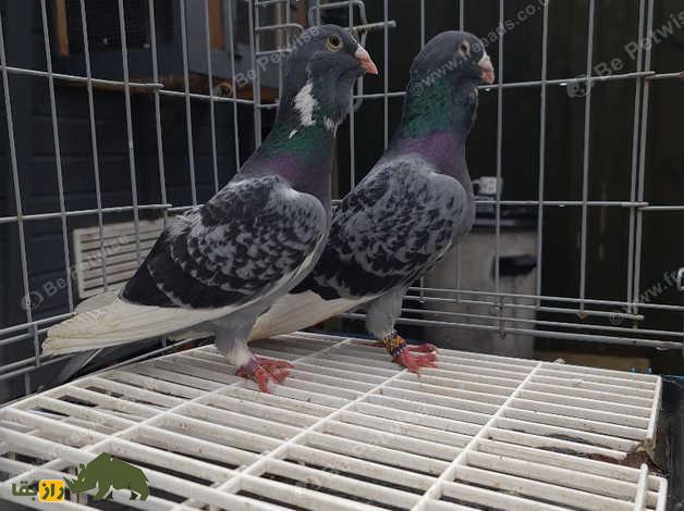 کبوتر آدانا