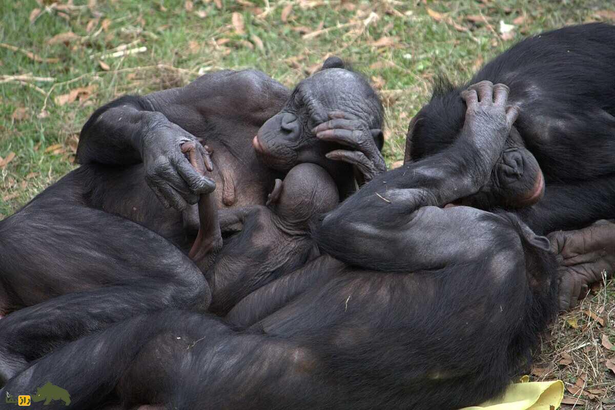 سلطه جنسیتی در میمون‌ها؛ چرا نر‌های آلفا نادرند و ماده‌ها چگونه برتر می‌شوند؟