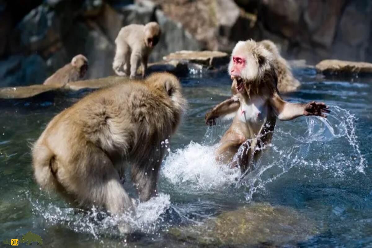 سلطه جنسیتی در میمون‌ها؛ چرا نر‌های آلفا نادرند و ماده‌ها چگونه برتر می‌شوند؟