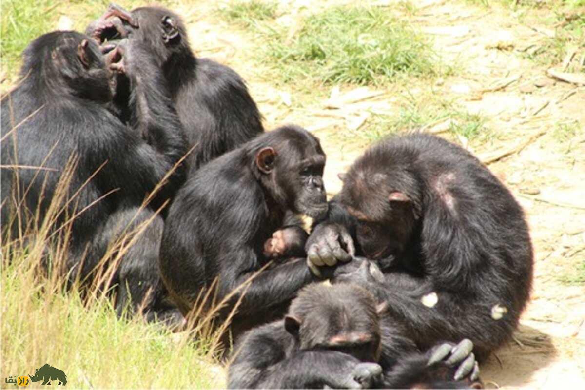 سلطه جنسیتی در میمون‌ها؛ چرا نر‌های آلفا نادرند و ماده‌ها چگونه برتر می‌شوند؟