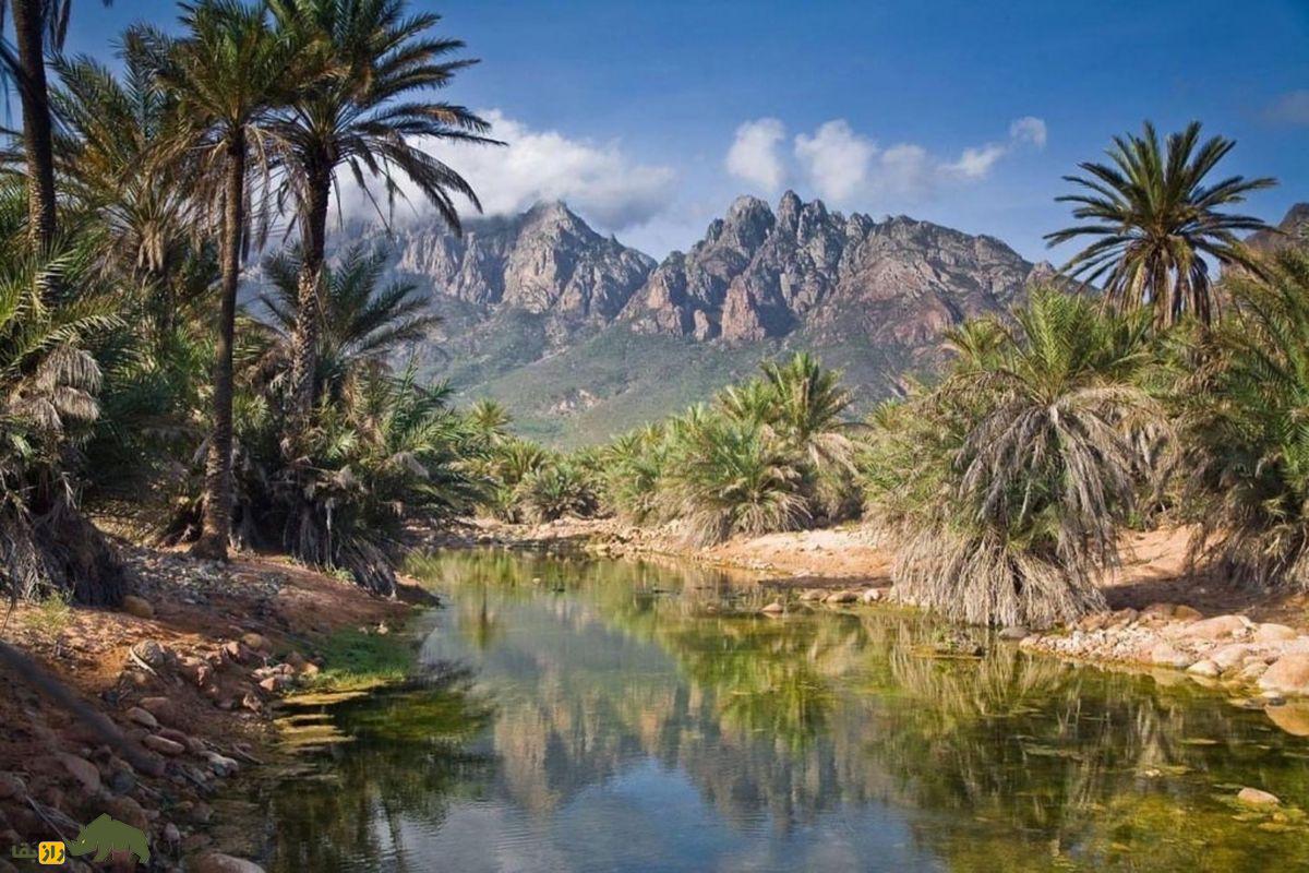 سقطرا، جزیره‌ی جادویی اقیانوس هند با گیاهان و حیواناتی عجیب و منحصر‌به‌فرد که انگار از دل فضا آمده‌اند!
