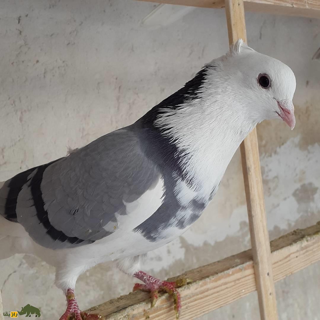 کبوتر تیکه‌پاره