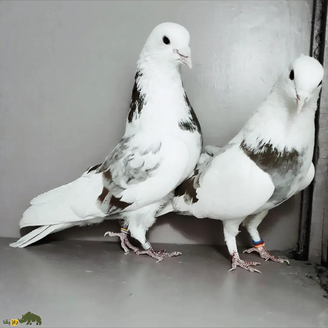 کبوتر تیکه‌پاره