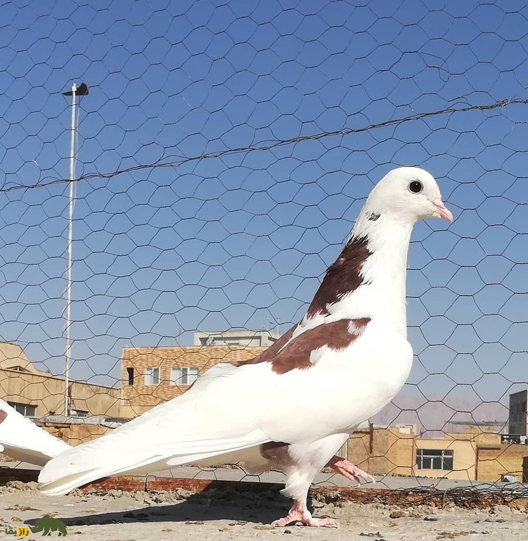 کبوتر تیکه‌پاره