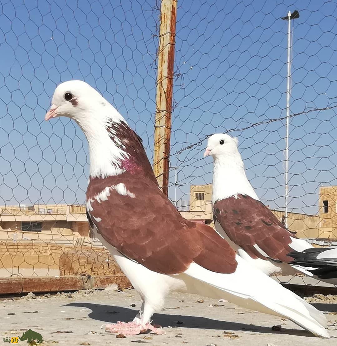 کبوتر تیکه‌پاره