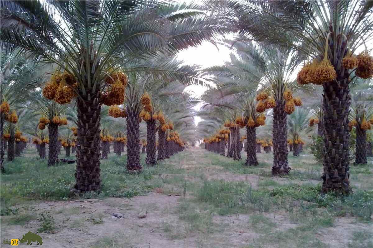 هبار دادن نخل؛ روشهای علمی و بومی برای افزایش باروری و کیفیت خرمای ایرانی هبار دادن نخل؛ روشهای علمی و بومی برای افزایش باروری و کیفیت خرمای ایرانی
