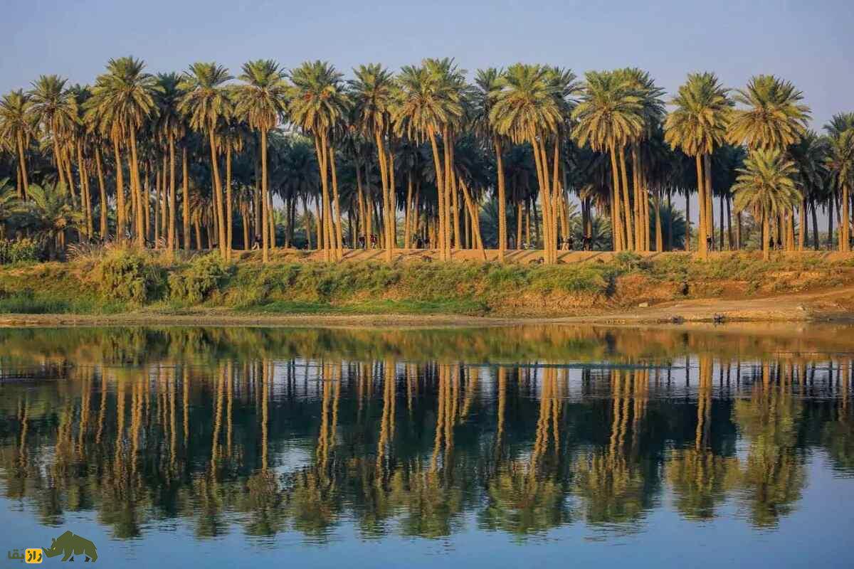 هبار دادن نخل؛ روشهای علمی و بومی برای افزایش باروری و کیفیت خرمای ایرانی هبار دادن نخل؛ روشهای علمی و بومی برای افزایش باروری و کیفیت خرمای ایرانی