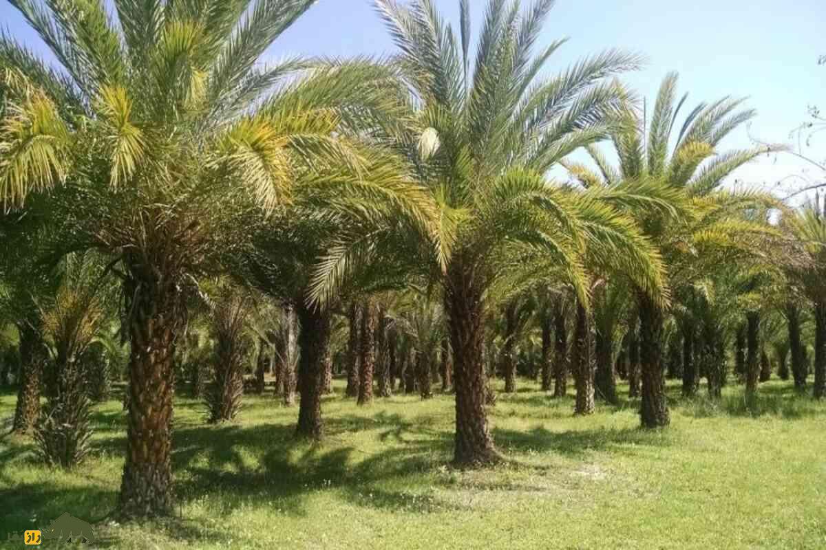 هبار دادن نخل؛ روشهای علمی و بومی برای افزایش باروری و کیفیت خرمای ایرانی هبار دادن نخل؛ روشهای علمی و بومی برای افزایش باروری و کیفیت خرمای ایرانی
