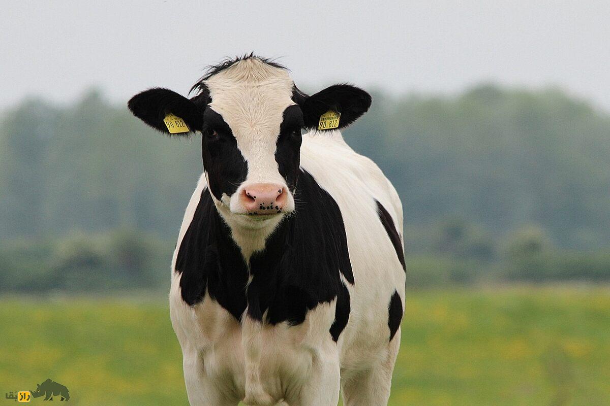 گاوی که شبیه گورخر شد؛ انجام آزمایشی عجیب برای نیش کمتره حشرات