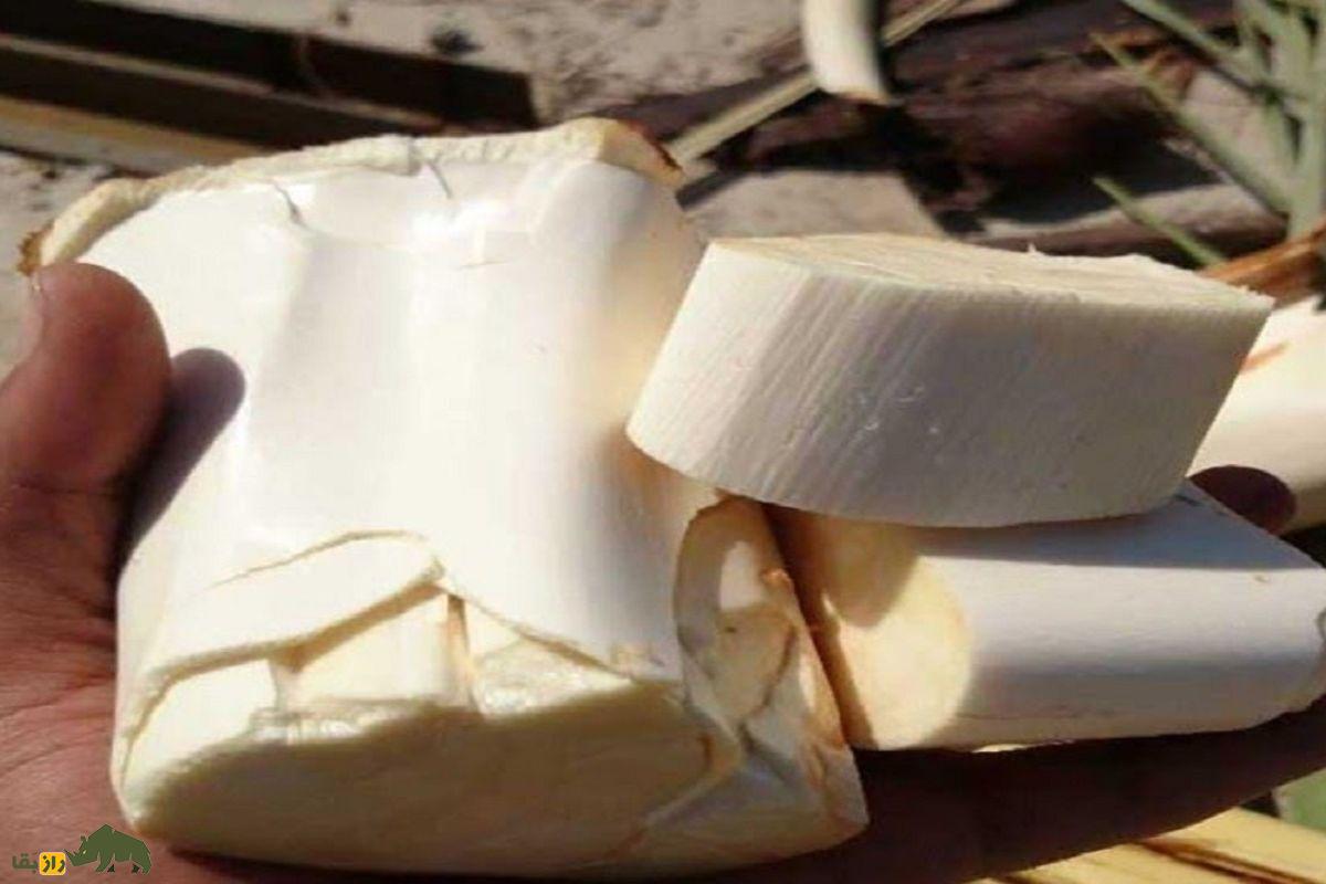 پنیر نخل یا گشیر؛ خوراکی سنتی قلب نخل خرما در خوزستان و بوشهر با خواص ضدالتهابی و ارزش غذایی بالا پنیر نخل یا گشیر؛ خوراکی سنتی قلب نخل خرما در خوزستان و بوشهر با خواص ضدالتهابی و ارزش غذایی بالا