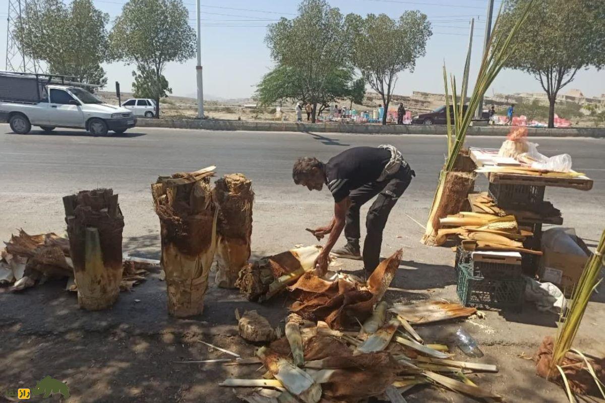 پنیر نخل یا گشیر؛ خوراکی سنتی قلب نخل خرما در خوزستان و بوشهر با خواص ضدالتهابی و ارزش غذایی بالا پنیر نخل یا گشیر؛ خوراکی سنتی قلب نخل خرما در خوزستان و بوشهر با خواص ضدالتهابی و ارزش غذایی بالا