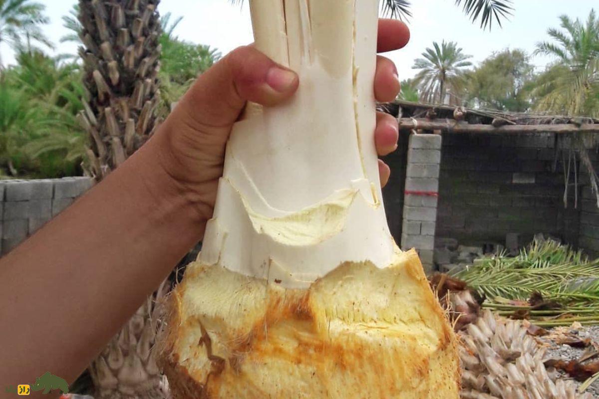 پنیر نخل یا گشیر؛ خوراکی سنتی قلب نخل خرما در خوزستان و بوشهر با خواص ضدالتهابی و ارزش غذایی بالا پنیر نخل یا گشیر؛ خوراکی سنتی قلب نخل خرما در خوزستان و بوشهر با خواص ضدالتهابی و ارزش غذایی بالا