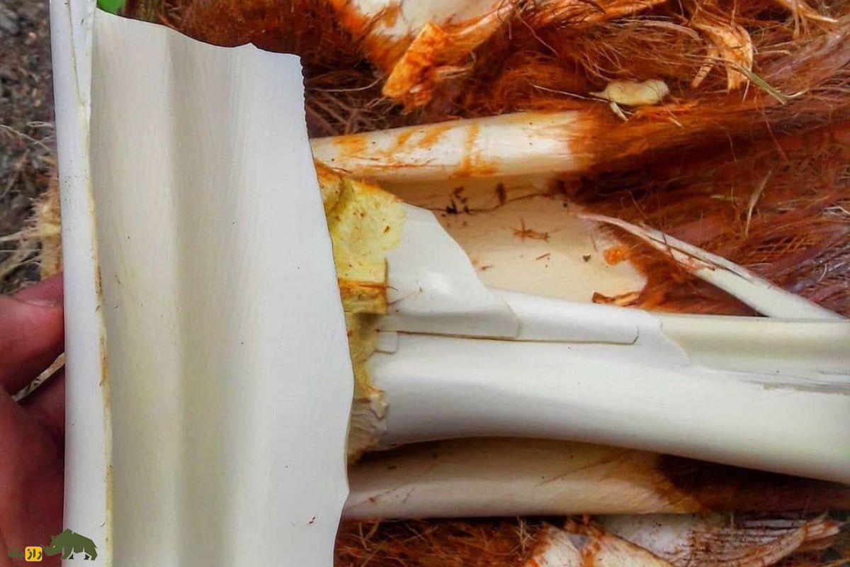 پنیر نخل یا گشیر؛ خوراکی سنتی قلب نخل خرما در خوزستان و بوشهر با خواص ضدالتهابی و ارزش غذایی بالا پنیر نخل یا گشیر؛ خوراکی سنتی قلب نخل خرما در خوزستان و بوشهر با خواص ضدالتهابی و ارزش غذایی بالا