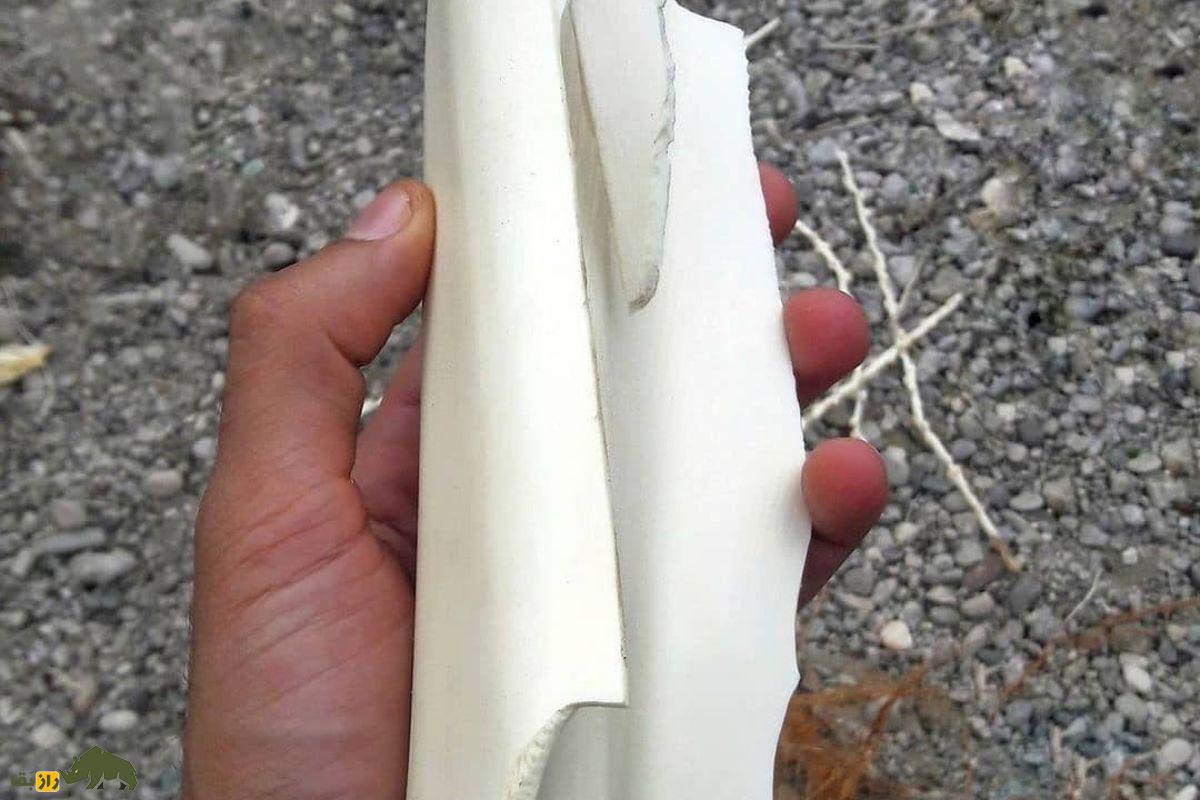 پنیر نخل یا گشیر؛ خوراکی سنتی قلب نخل خرما در خوزستان و بوشهر با خواص ضدالتهابی و ارزش غذایی بالا پنیر نخل یا گشیر؛ خوراکی سنتی قلب نخل خرما در خوزستان و بوشهر با خواص ضدالتهابی و ارزش غذایی بالا