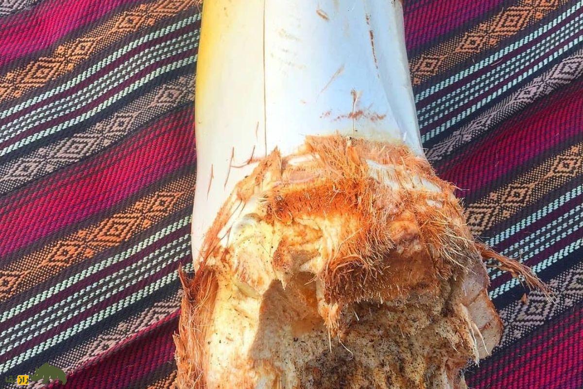 پنیر نخل یا گشیر؛ خوراکی سنتی قلب نخل خرما در خوزستان و بوشهر با خواص ضدالتهابی و ارزش غذایی بالا پنیر نخل یا گشیر؛ خوراکی سنتی قلب نخل خرما در خوزستان و بوشهر با خواص ضدالتهابی و ارزش غذایی بالا