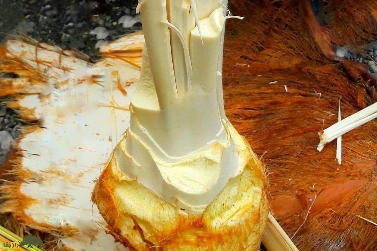 پنیر نخل یا گشیر؛ خوراکی سنتی قلب نخل خرما در خوزستان و بوشهر با خواص ضدالتهابی و ارزش غذایی بالا پنیر نخل یا گشیر؛ خوراکی سنتی قلب نخل خرما در خوزستان و بوشهر با خواص ضدالتهابی و ارزش غذایی بالا