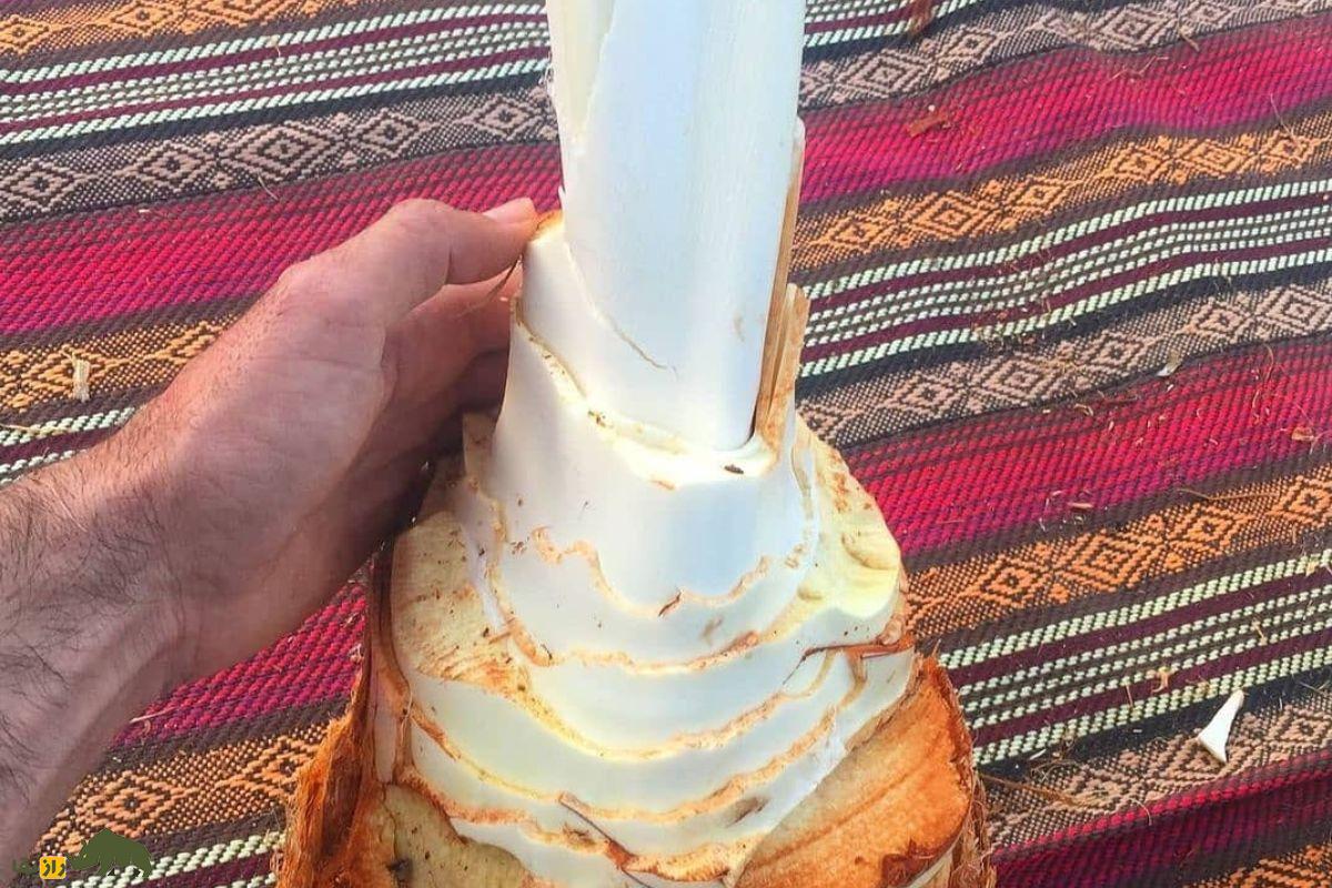 پنیر نخل یا گشیر؛ خوراکی سنتی قلب نخل خرما در خوزستان و بوشهر با خواص ضدالتهابی و ارزش غذایی بالا پنیر نخل یا گشیر؛ خوراکی سنتی قلب نخل خرما در خوزستان و بوشهر با خواص ضدالتهابی و ارزش غذایی بالا