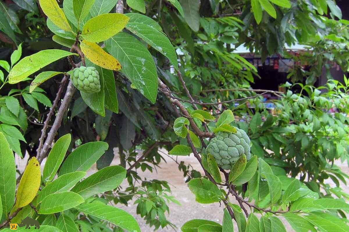 سیتاپل (سیب شکری)؛ میوهای گرمسیری با طعمی بینظیر و خواص دارویی شگفتانگیز برای کشت در ایران سیتاپل (سیب شکری)؛ میوهای گرمسیری با طعمی بینظیر و خواص دارویی شگفتانگیز برای کشت در ایران