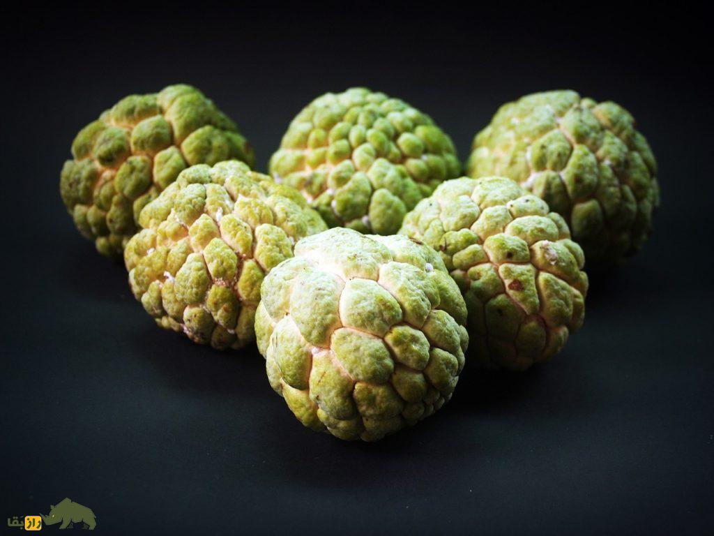 سیتاپل یا بستنی درختی؛ میوهای گرمسیری با طعمی بینظیر، خواصی شگفتانگیز و قیمتی گران که میتوان آن را در ایران کاشت سیتاپل یا بستنی درختی؛ میوهای گرمسیری با طعمی بینظیر، خواصی شگفتانگیز و قیمتی گران که میتوان آن را در ایران کاشت