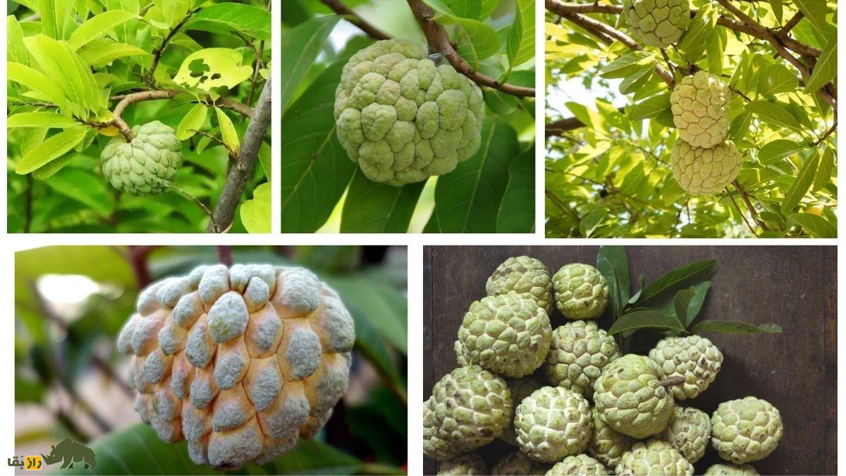 سیتاپل یا بستنی درختی؛ میوهای گرمسیری با طعمی بینظیر، خواصی شگفتانگیز و قیمتی گران که میتوان آن را در ایران کاشت سیتاپل یا بستنی درختی