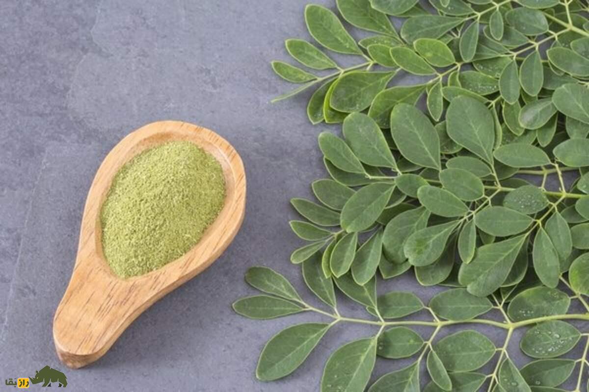 گز روغنی؛ طلای سبز جنوب ایران با خاصیت ضد خشکسالی و سود اقتصادی بالا گز روغنی؛ طلای سبز جنوب ایران با خاصیت ضد خشکسالی و سود اقتصادی بالا