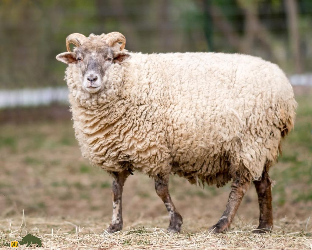 گوسفند هوگ آیلند