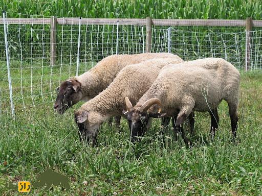 گوسفند هوگ آیلند