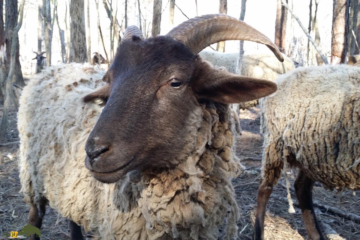 گوسفند هوگ آیلند