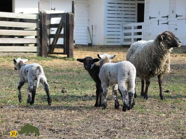 گوسفند هوگ آیلند