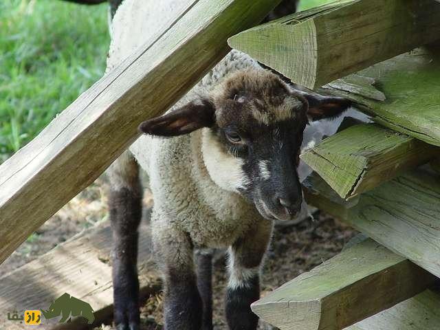 گوسفند هوگ آیلند