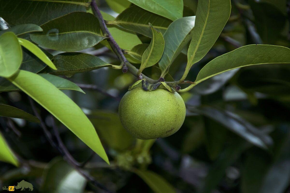 سیبچه مرگ؛ مرگبارترین درخت جهان با میوهای شبیه سیب که از سم خطرناکترین مارهای جهان هم مرگبارتر است
