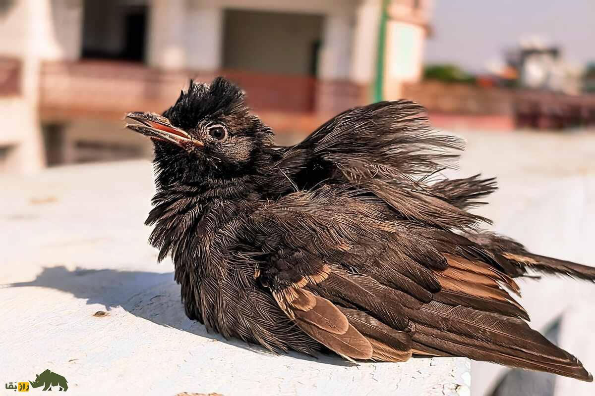 بلبل زیر دم سرخ؛ پرنده‌ای مهاجر و همه‌چیزخوار با کاکل سیاه و دم قرمز که در کیش رها شد و حالا بومی شده است