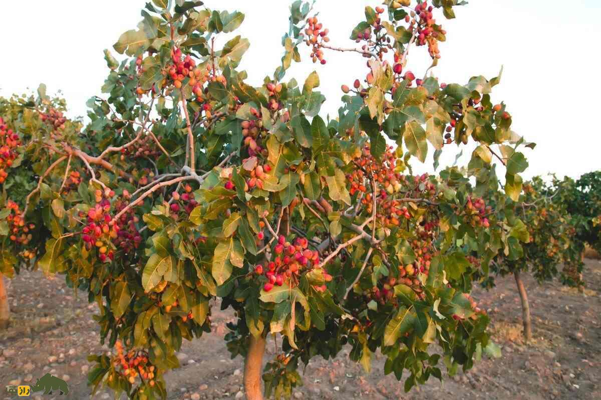 پیوند زدن پسته؛ راز طلای سبز ایران چیست و چطور میتوان درخت پستهای با بیشترین باردهی داشت؟ پیوند زدن پسته؛ راز طلای سبز ایران چیست و چطور میتوان درخت پستهای با بیشترین باردهی داشت؟