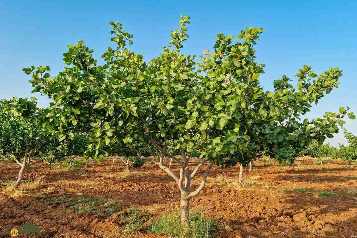 پیوند زدن پسته؛ راز طلای سبز ایران چیست و چطور میتوان درخت پستهای با بیشترین باردهی داشت؟ پیوند زدن پسته؛ راز طلای سبز ایران چیست و چطور میتوان درخت پستهای با بیشترین باردهی داشت؟
