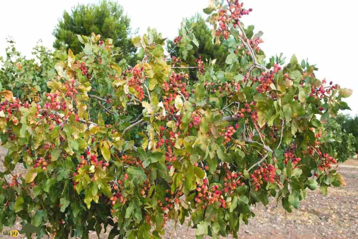 پیوند زدن پسته؛ راز طلای سبز ایران چیست و چطور میتوان درخت پستهای با بیشترین باردهی داشت؟ پیوند زدن پسته؛ راز طلای سبز ایران چیست و چطور میتوان درخت پستهای با بیشترین باردهی داشت؟