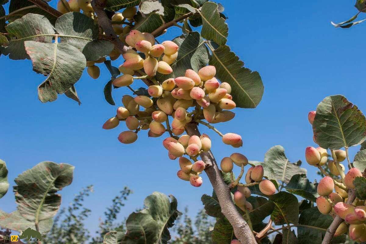 پیوند زدن پسته؛ راز طلای سبز ایران چیست و چطور میتوان درخت پستهای با بیشترین باردهی داشت؟ پیوند زدن پسته؛ راز طلای سبز ایران چیست و چطور میتوان درخت پستهای با بیشترین باردهی داشت؟