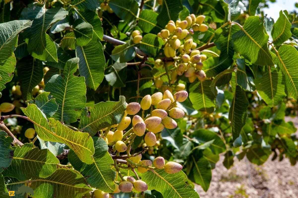 پیوند زدن پسته؛ راز طلای سبز ایران چیست و چطور میتوان درخت پستهای با بیشترین باردهی داشت؟ پیوند زدن پسته؛ راز طلای سبز ایران چیست و چطور میتوان درخت پستهای با بیشترین باردهی داشت؟