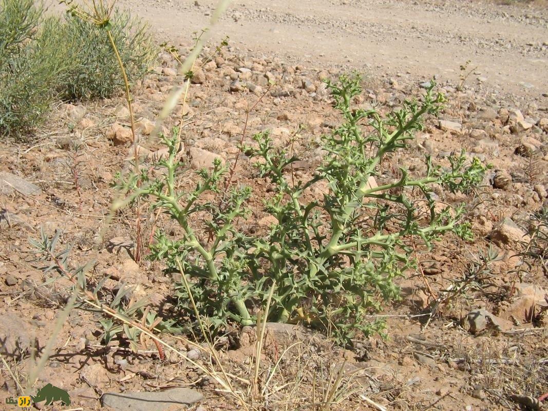 خوشاریزه