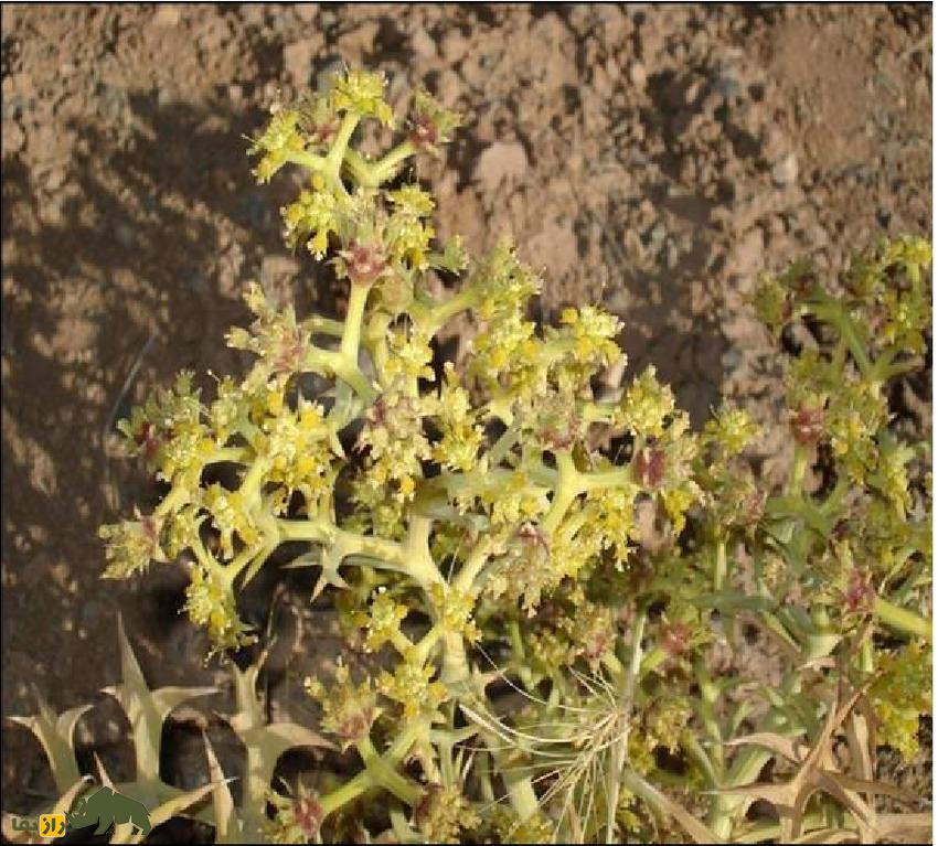 خوشاریزه