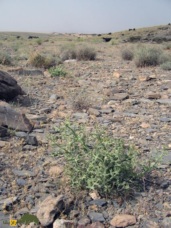 خوشاریزه