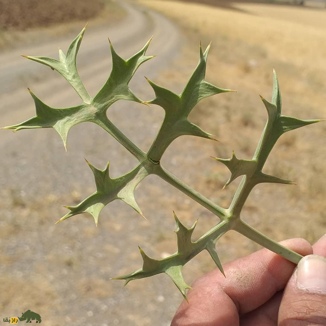 خوشاریزه