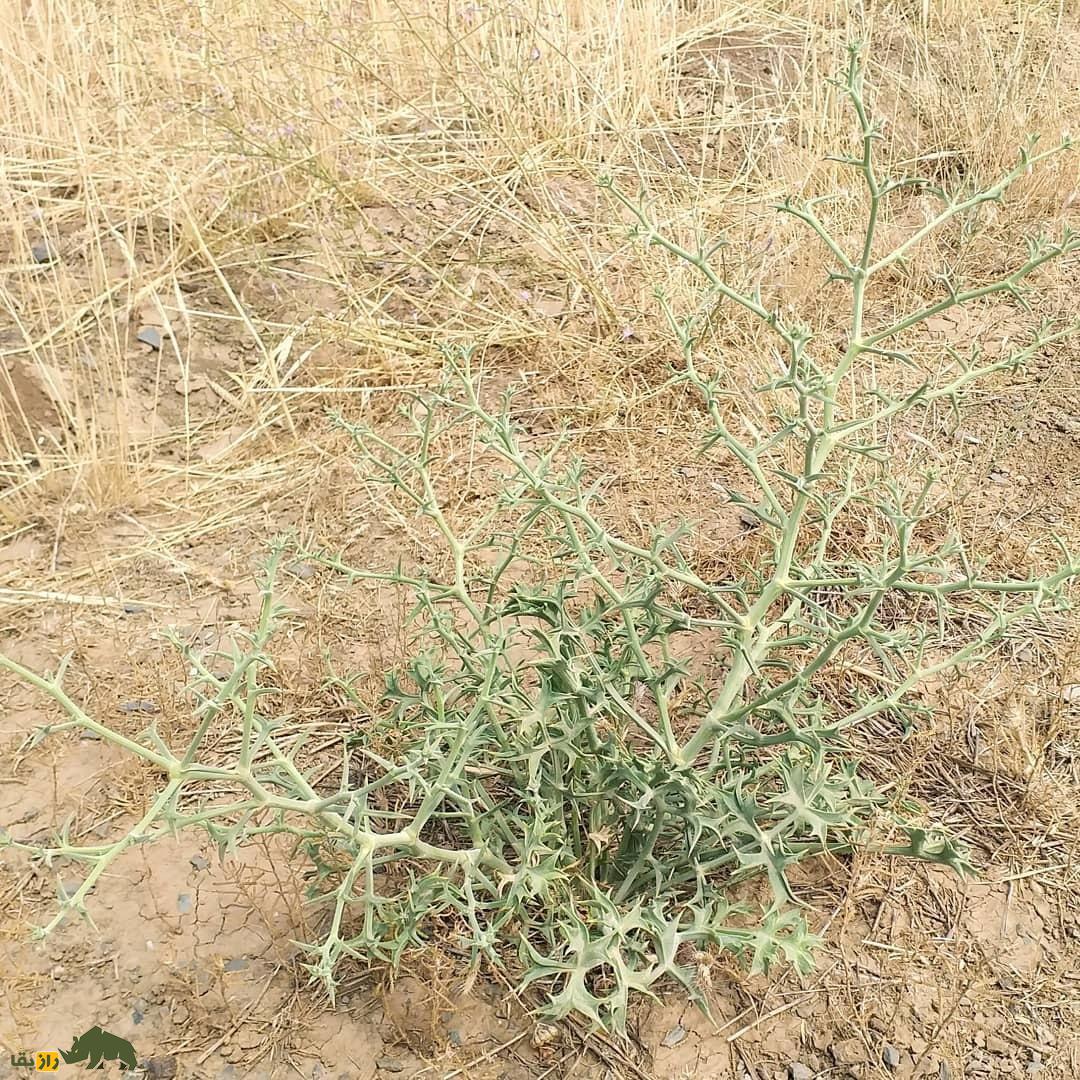 خوشاریزه
