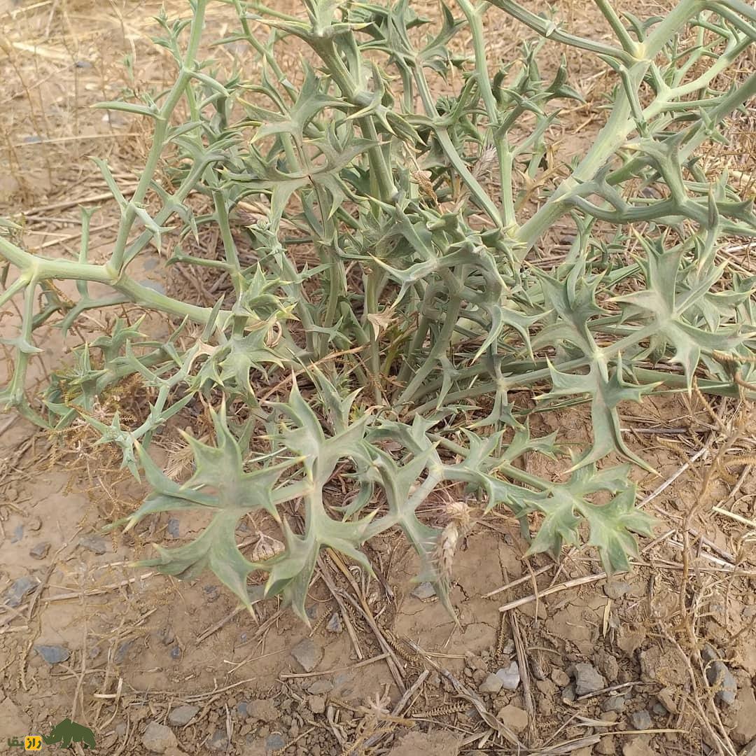 خوشاریزه