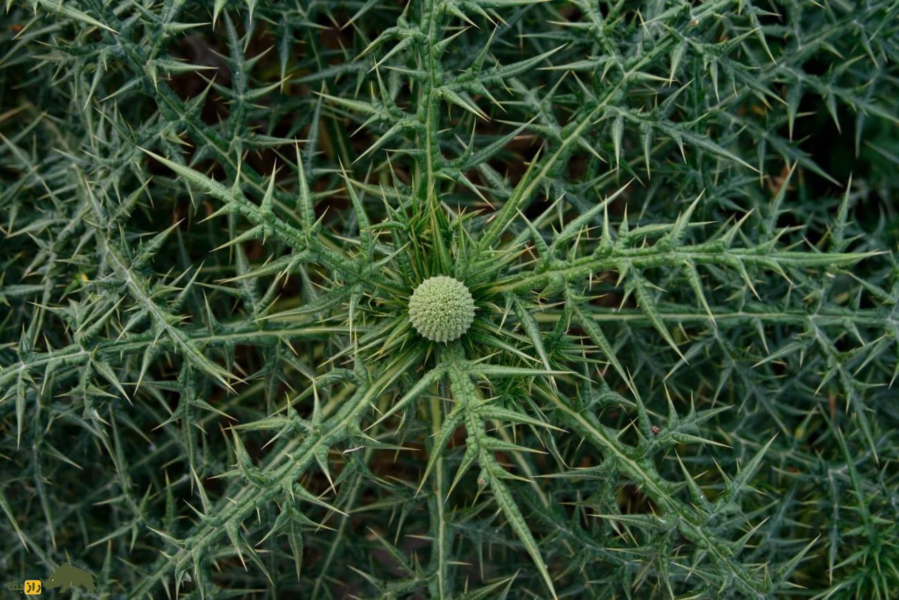 خوشاریزه