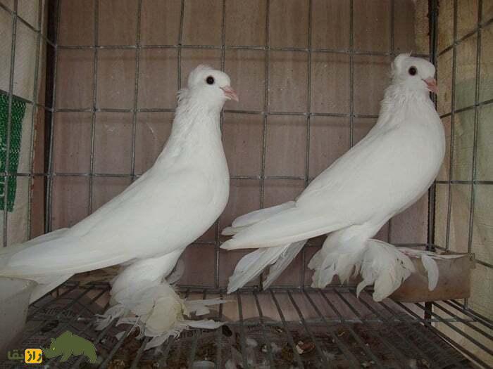 کبوتر لوتان