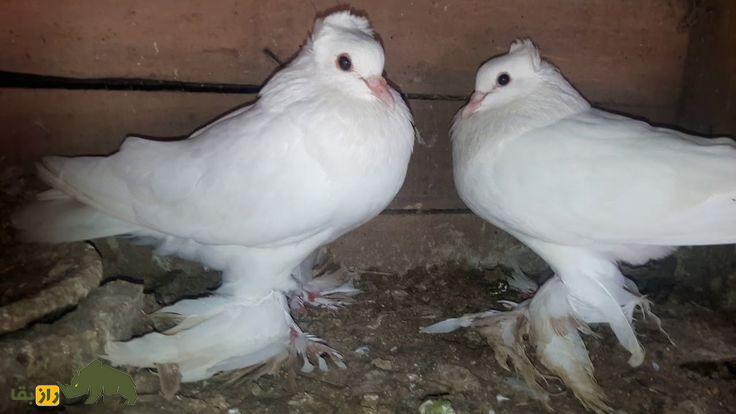 کبوتر لوتان