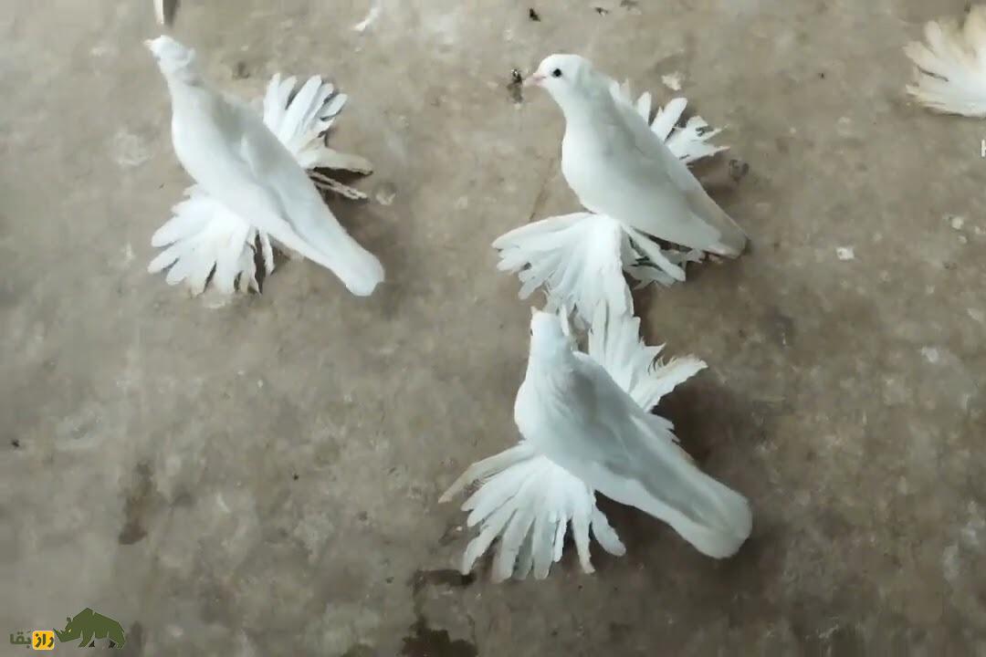 کبوتر لوتان